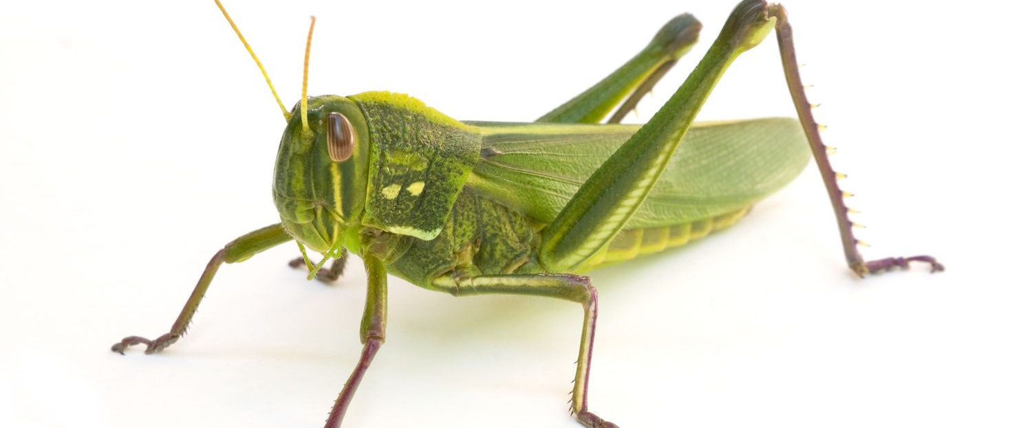 Brave Grasshoppers 🌾🌿🦗 banner