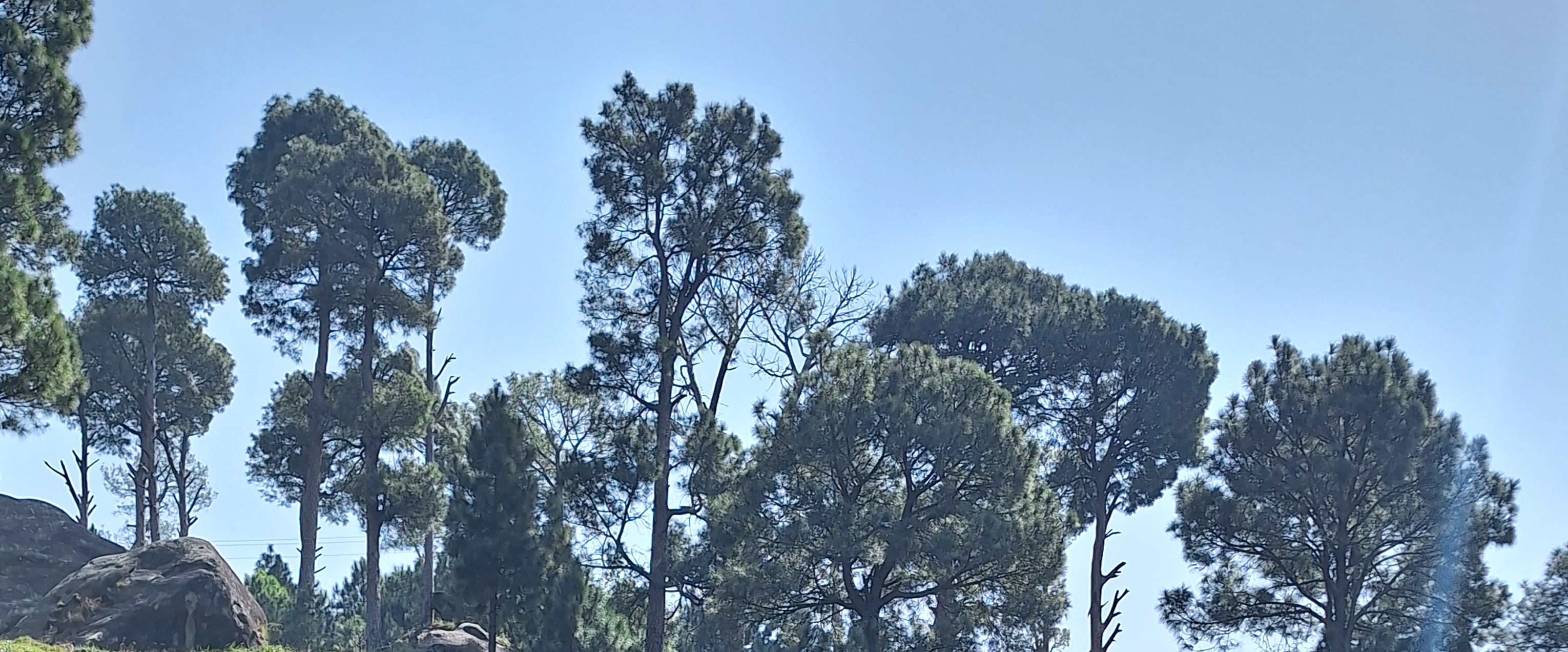 walk like a pro banner