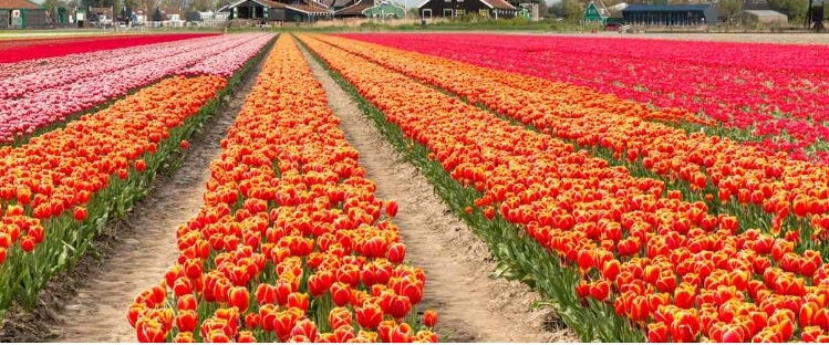 🇳🇱BEAUTIFUL NETHERLANDS🇳🇱 banner