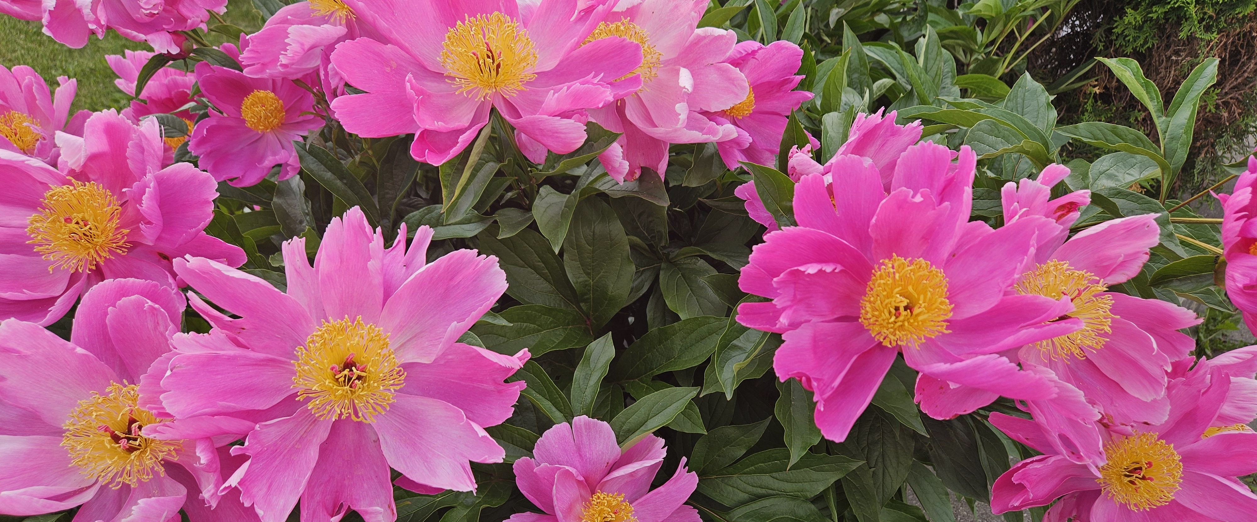 😉ENJOY NATURE 😉 banner