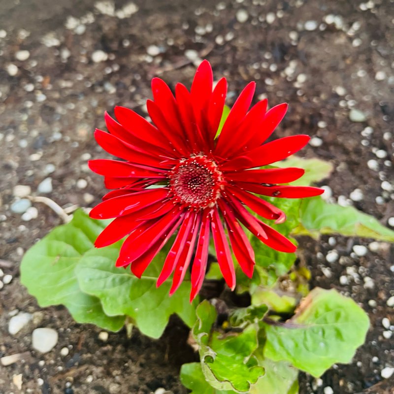 Friends Fun Challenge logo