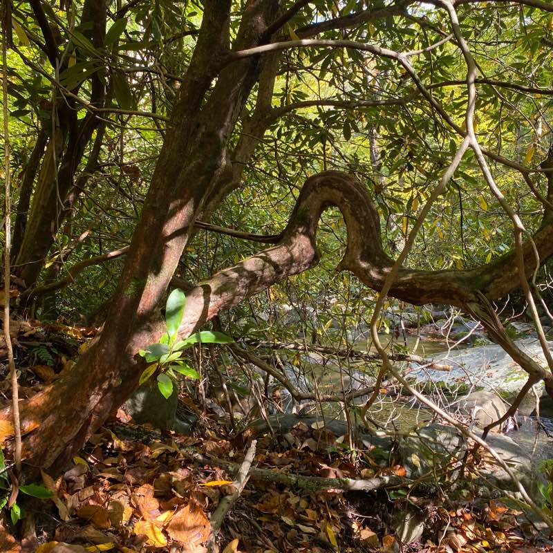 Clinton Freedom Fitness logo