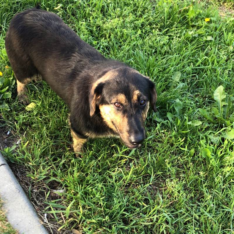 power puff girls logo