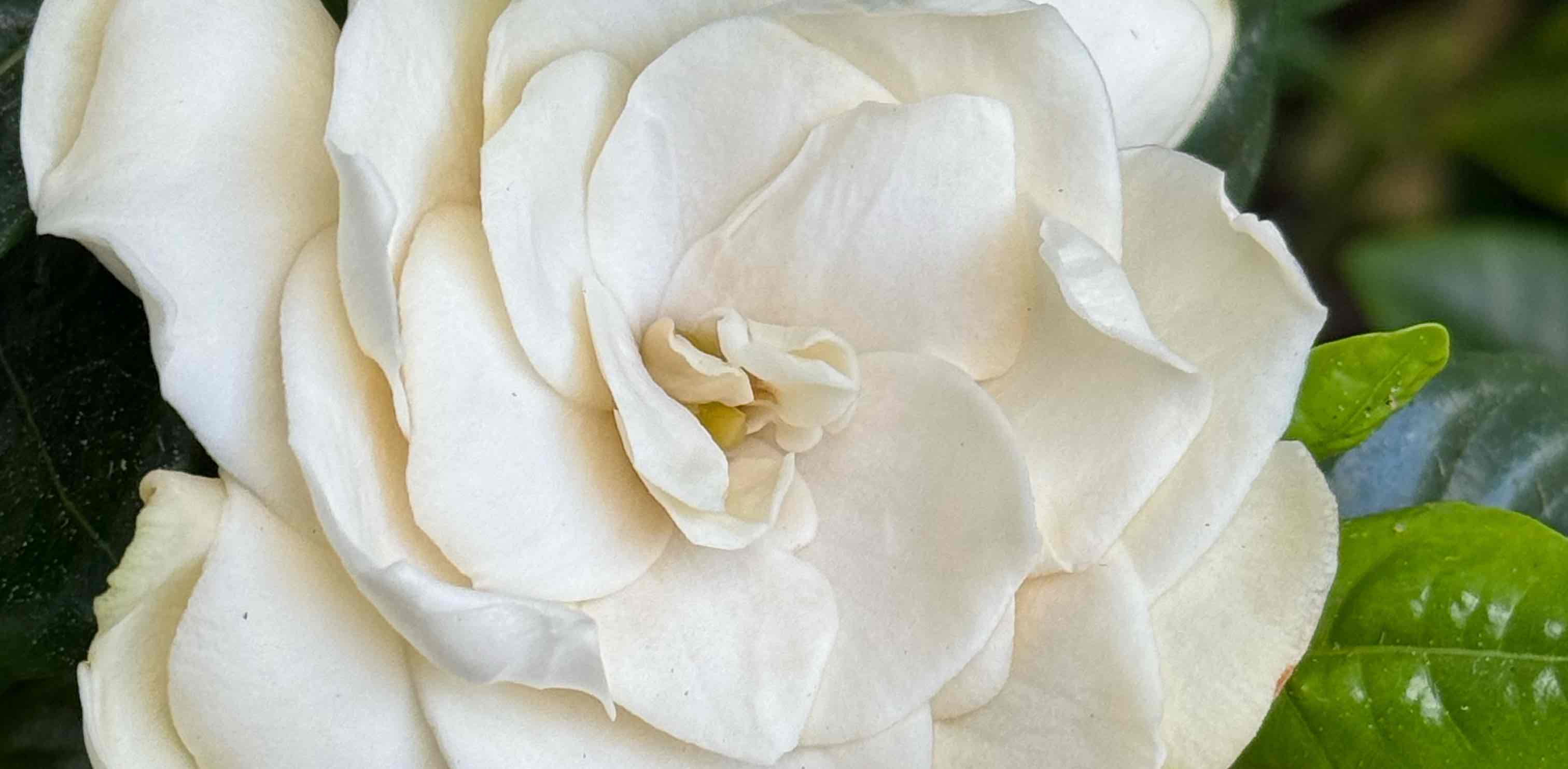 couple challenges banner