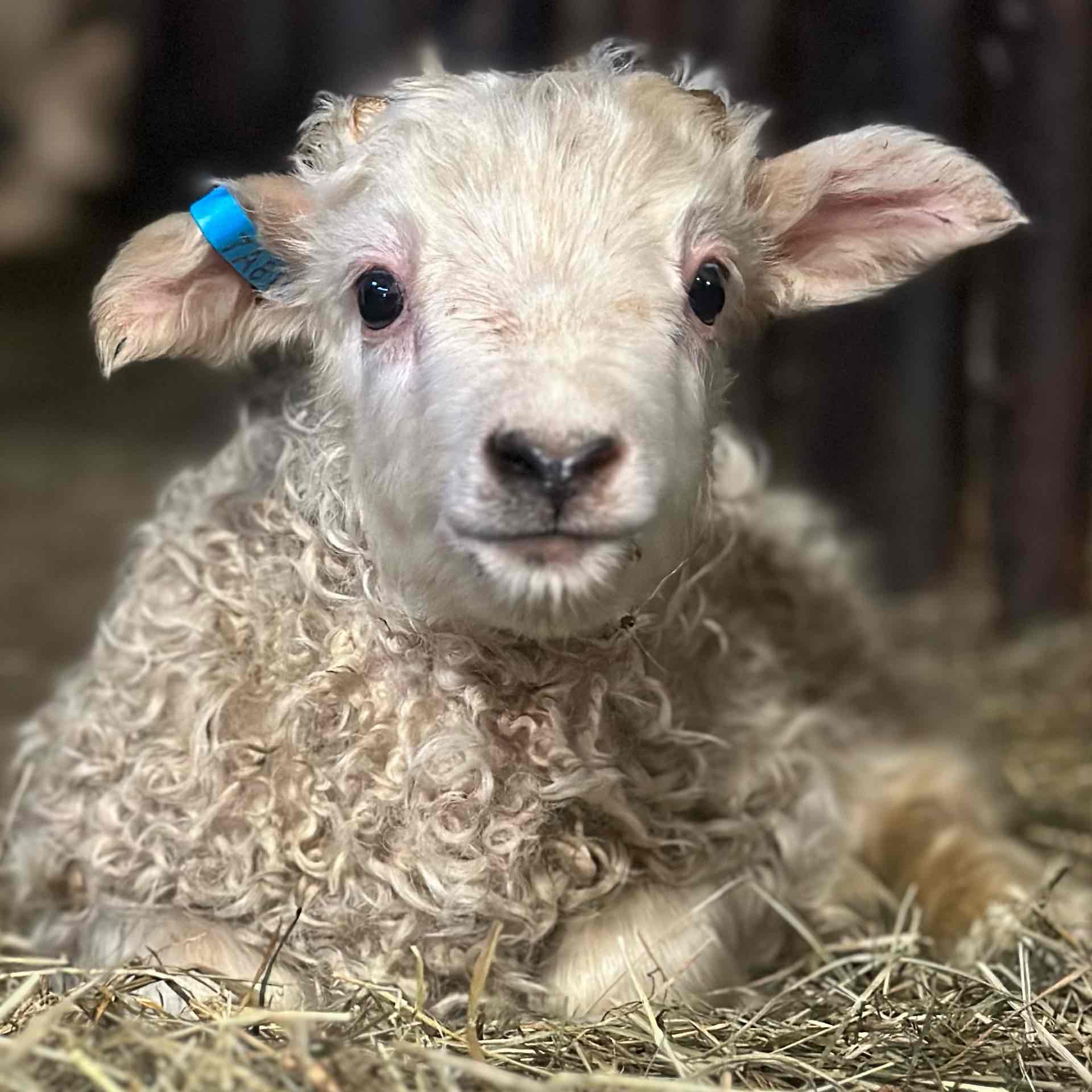 Lífið er keppni logo