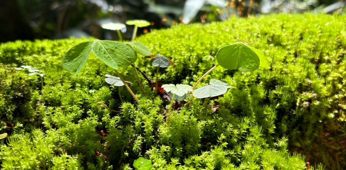 Friends and family banner