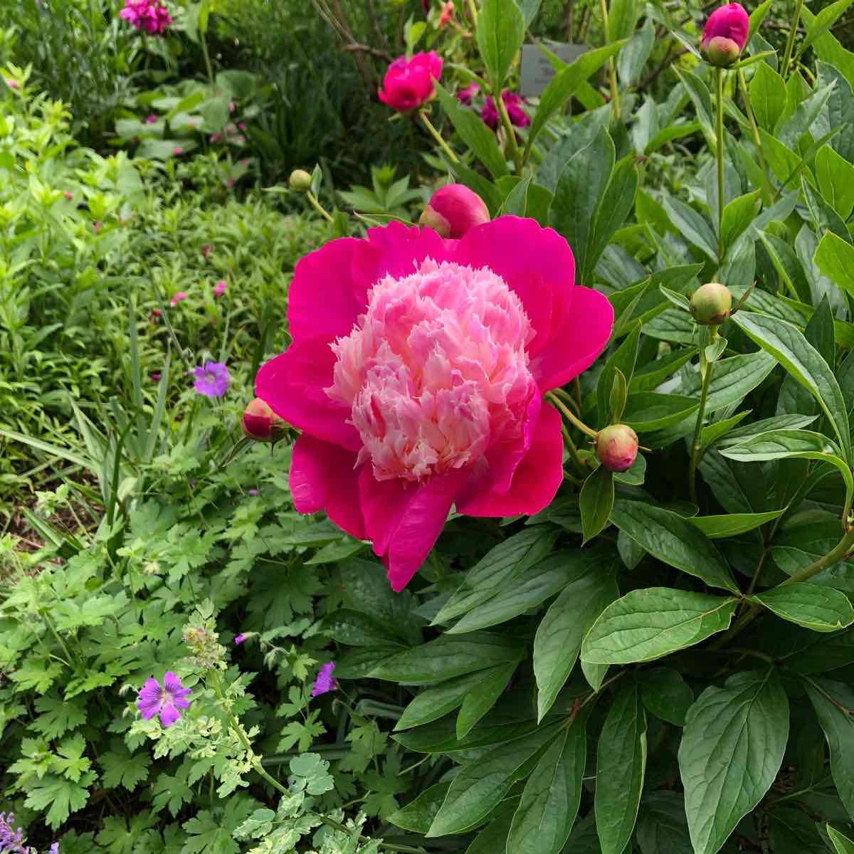 B Medical walking group logo