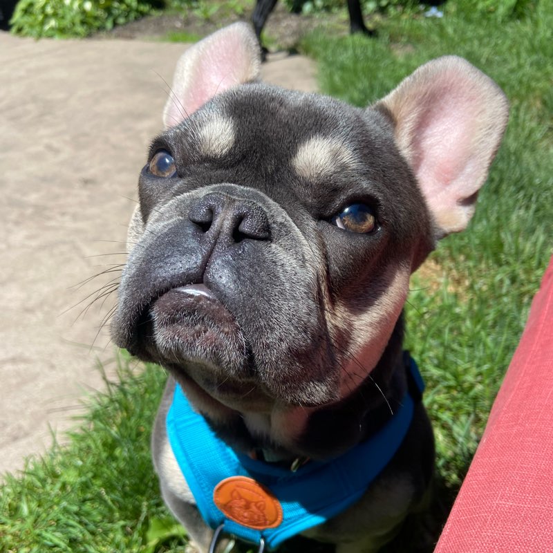 walking warriors logo