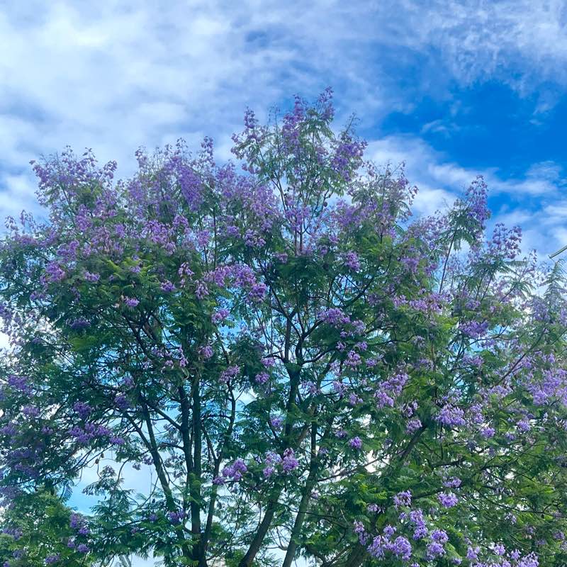 走路小分队 logo