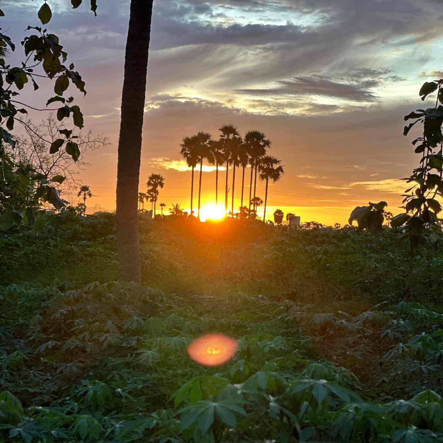 SSO Morning Walker logo