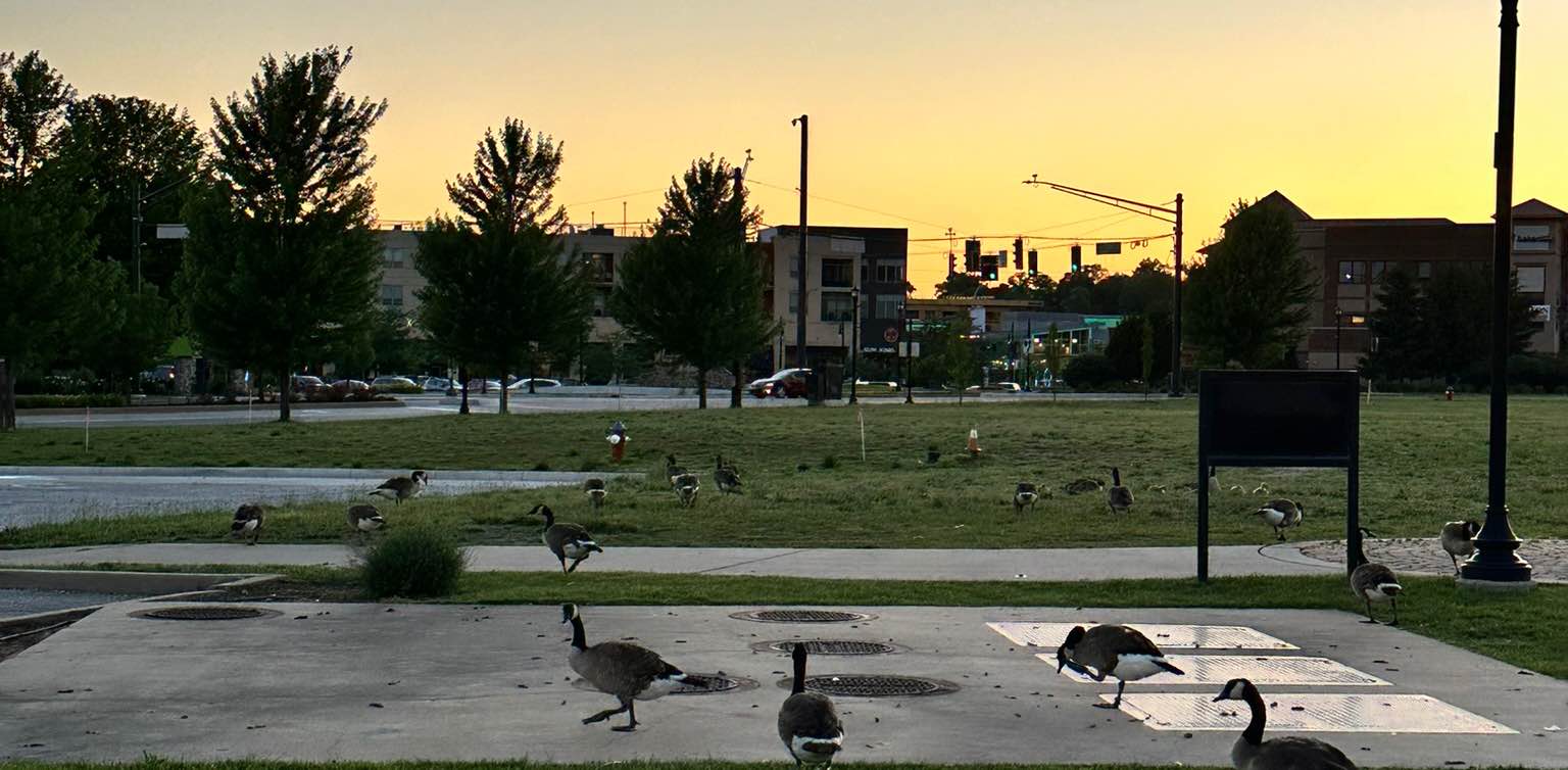 Lose It 🥳💪🏼 banner