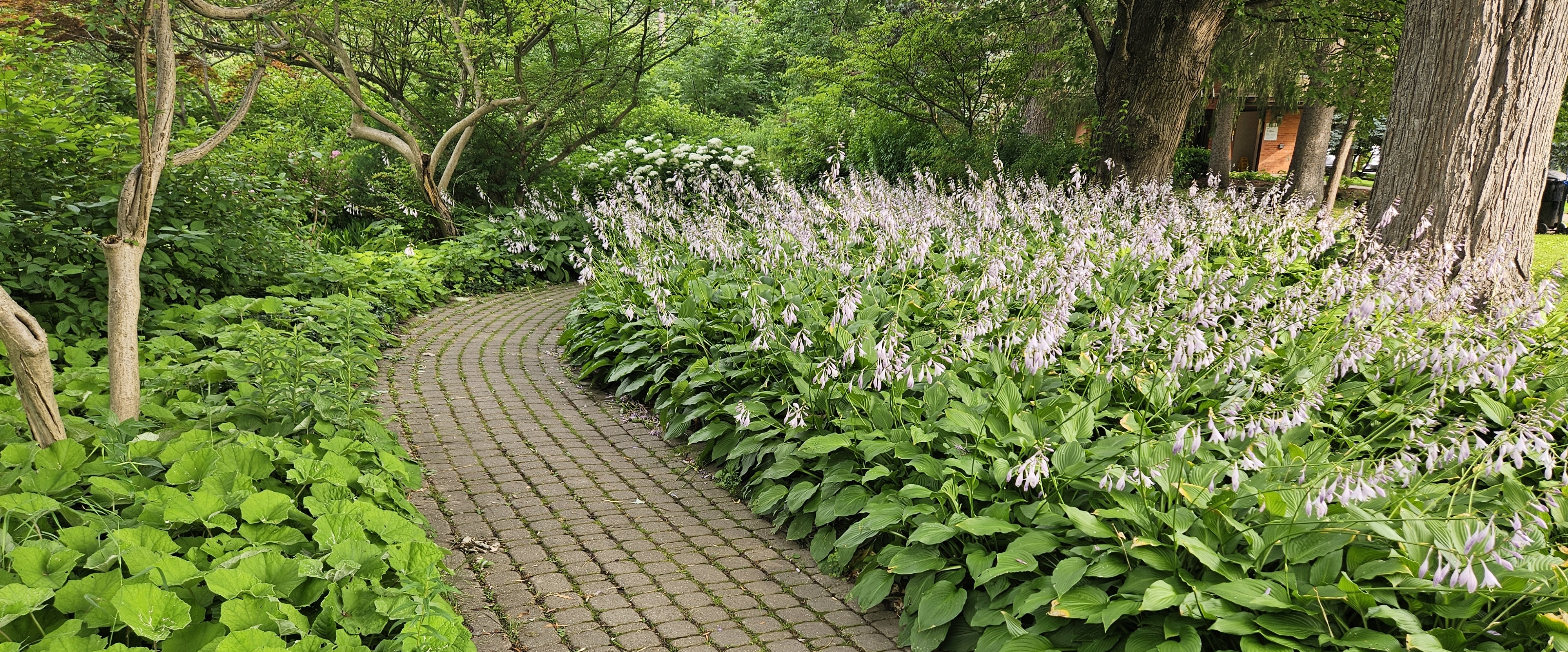 🌸WALKING ONLY🌸 banner