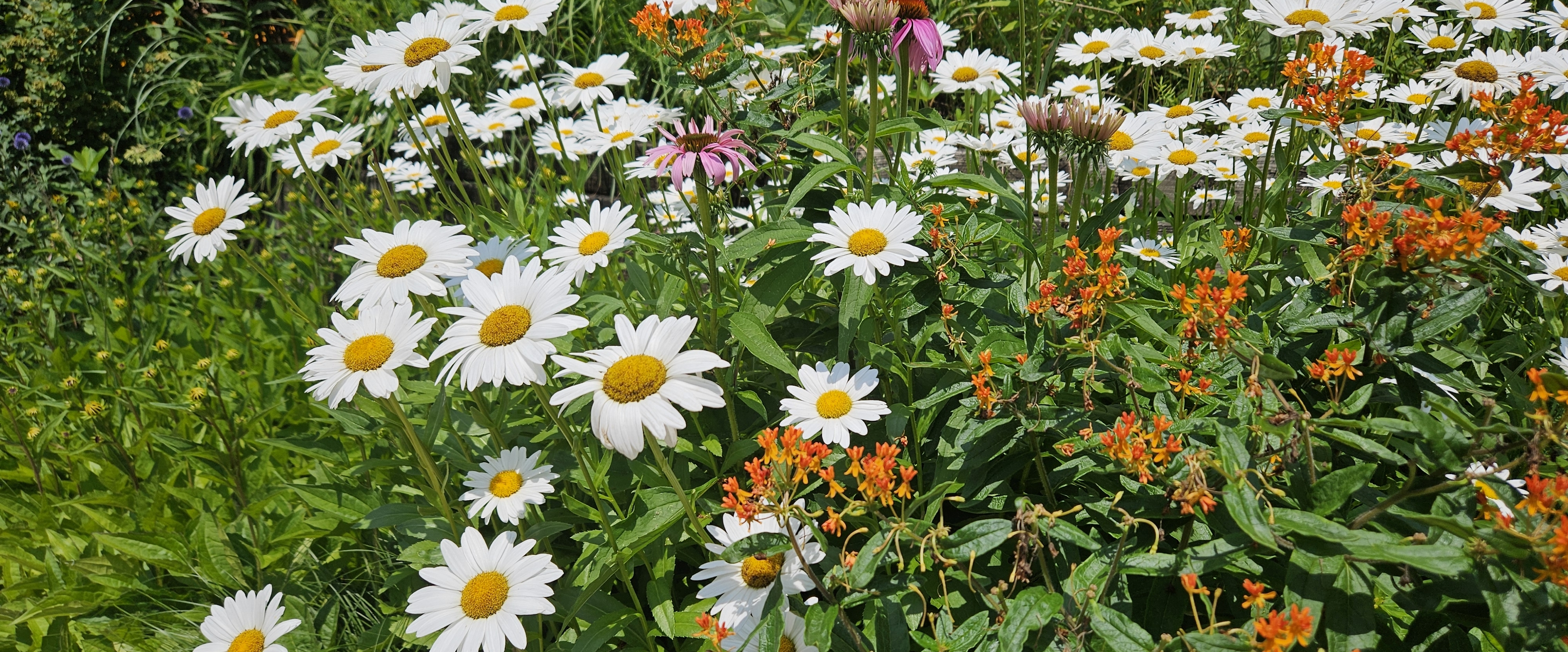 ๐SUMMER WALKS๐ banner