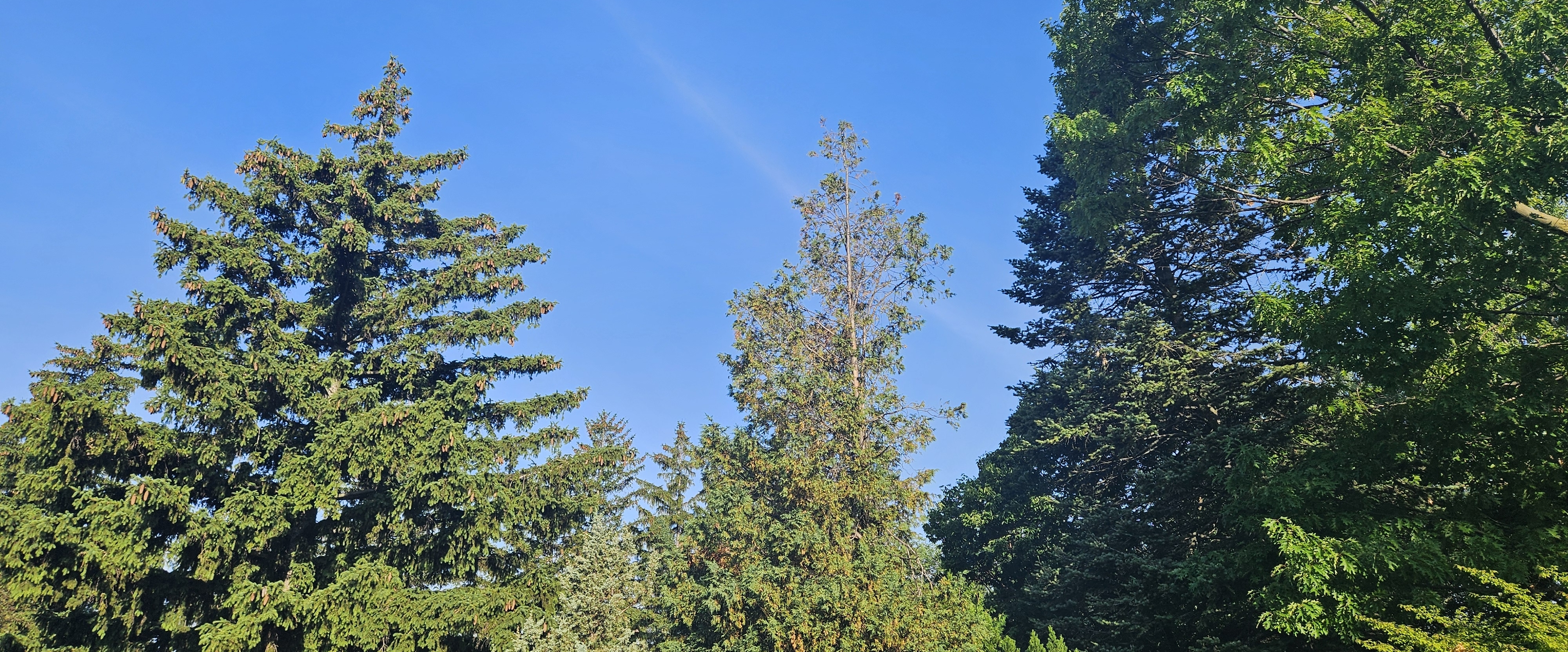 🍃SUMMER  WALKS🍃 banner