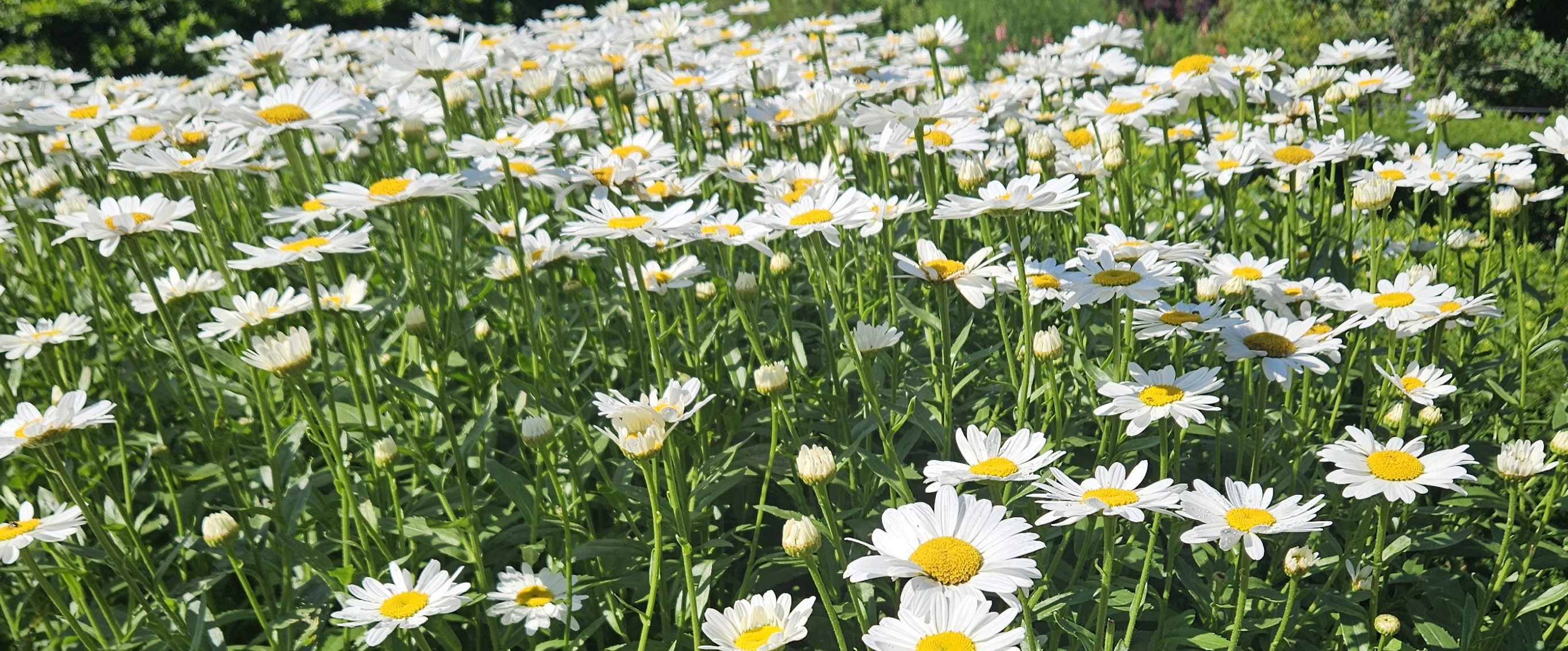 😎LET'S TRY 15 K 😎 banner