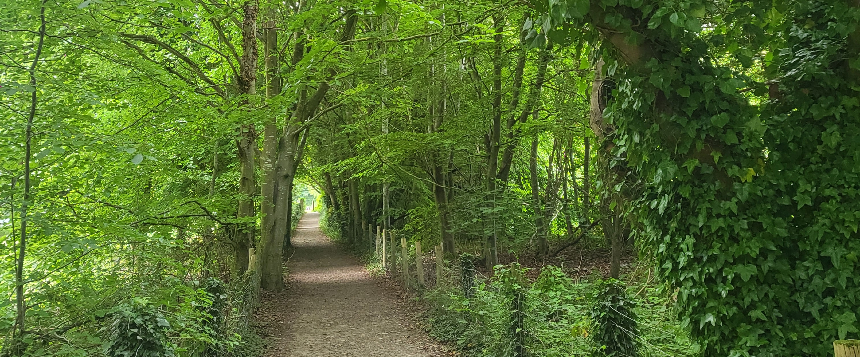 Marching Marvericks banner