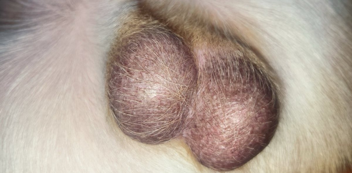 яйця Львова banner