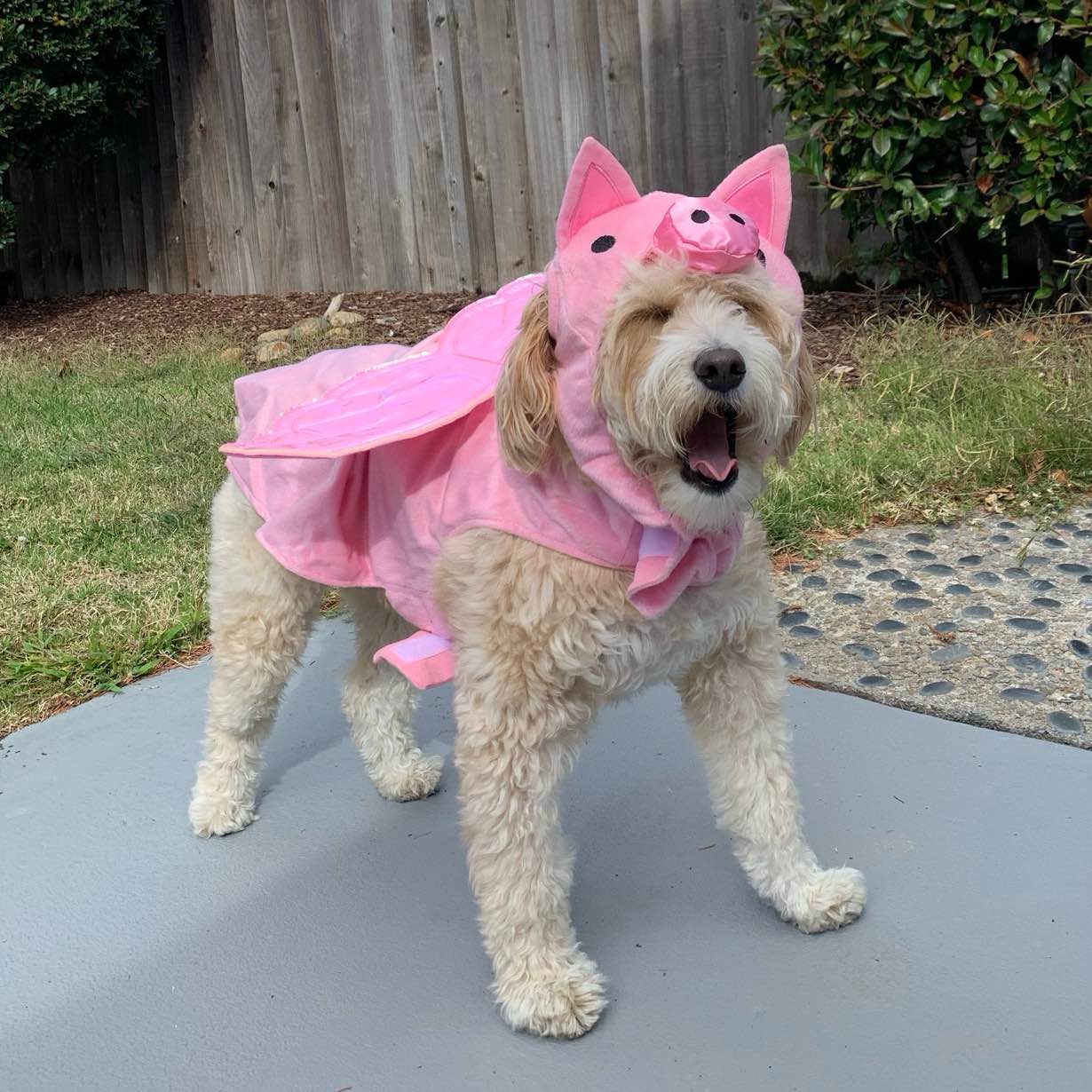 Girls Steps Accountability logo