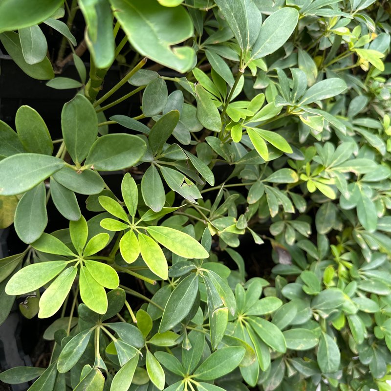 小魔女家 夏日gogogo logo