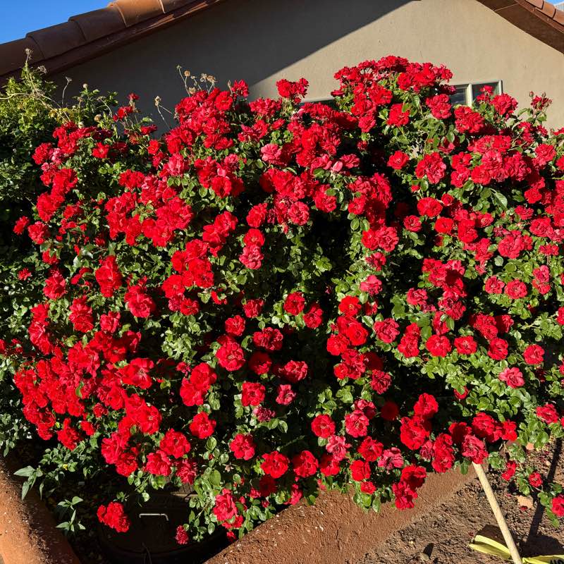 lets become fit logo