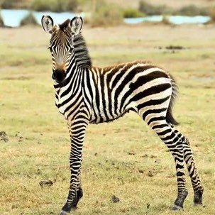 Маленькие зеброчки logo