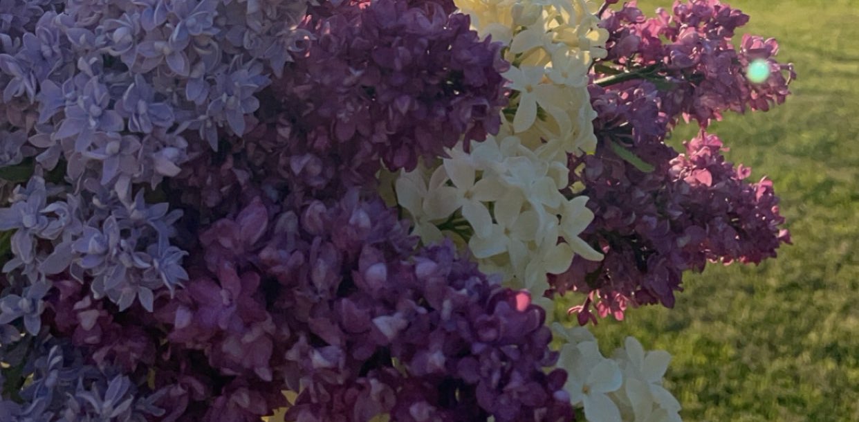 Ādamsu ģimenīte 🤡 banner