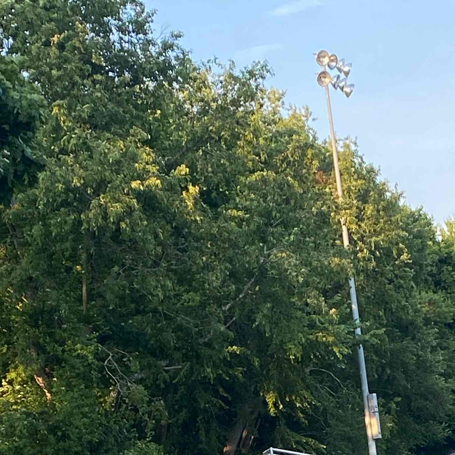 Summer Walking ☀️ logo