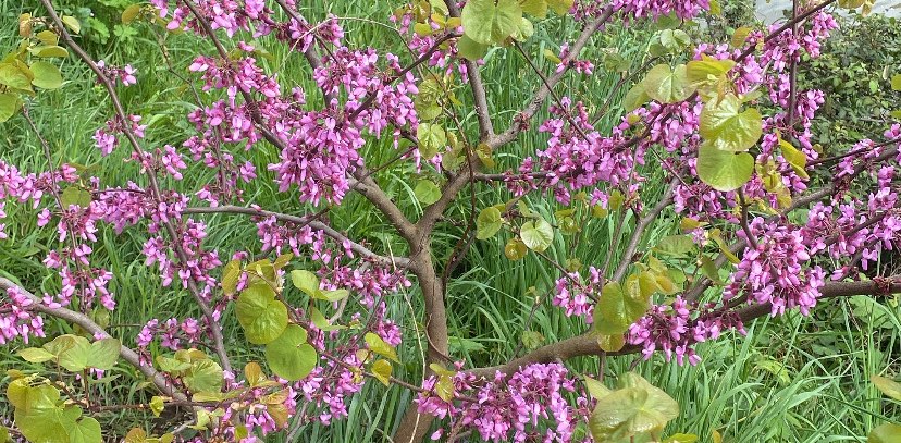 Les marcheurs #72 #971 banner