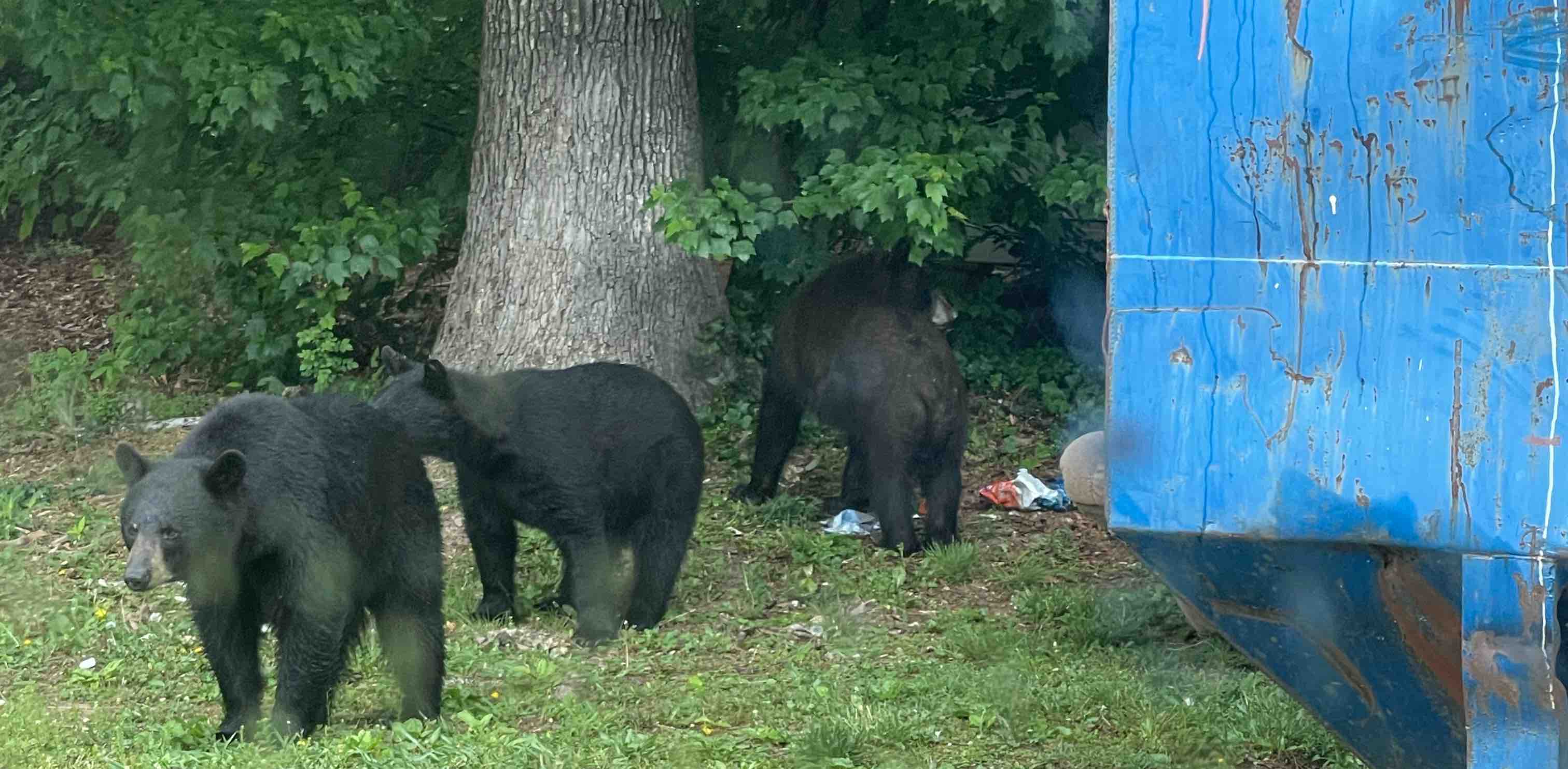 WNC & Upstate SC Walkers banner