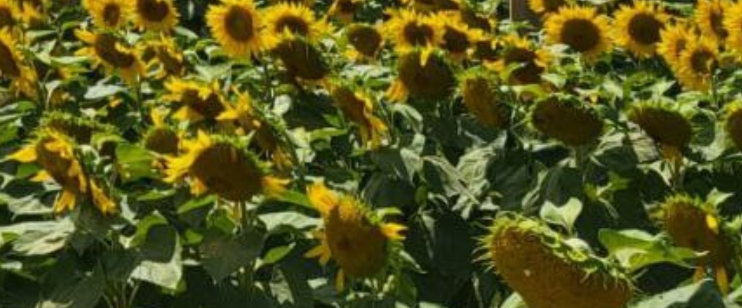 👣ONTARIO TRAILS👣 banner