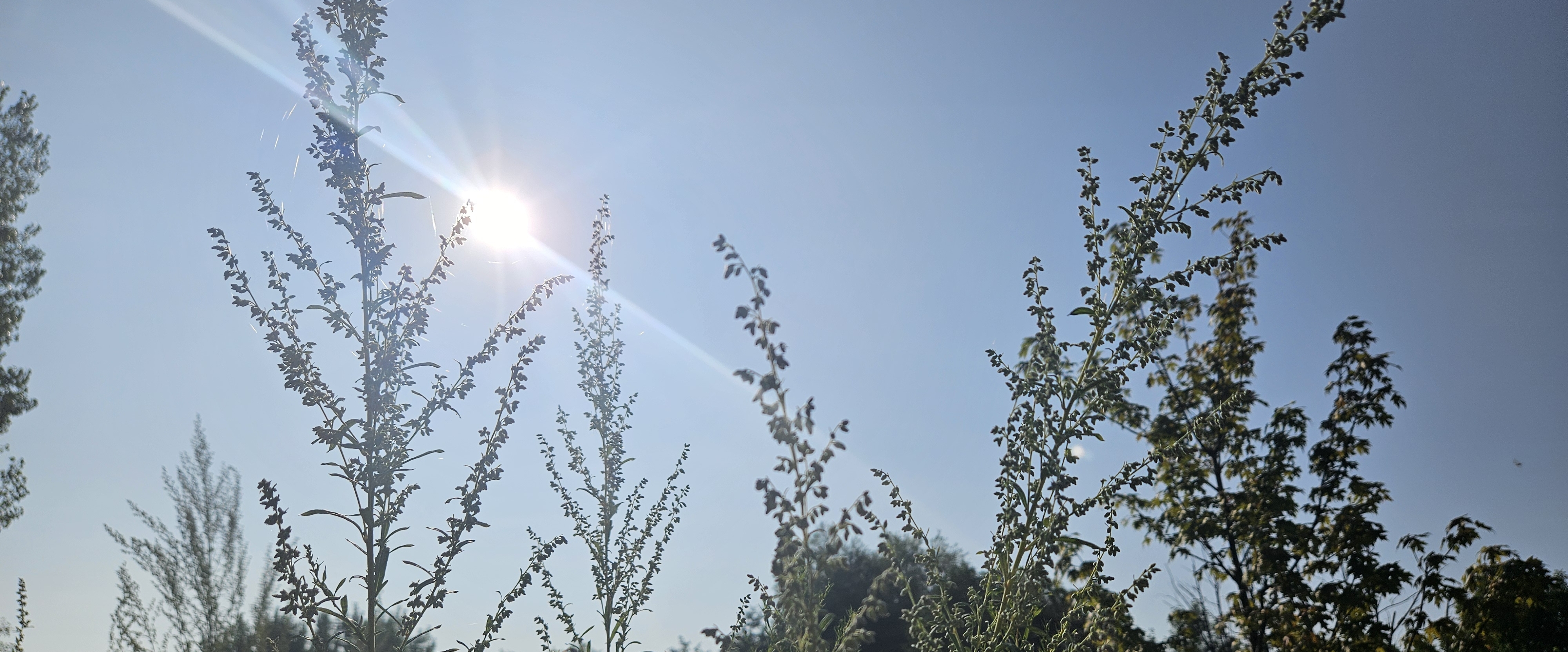 🌿WALKING VIEWS🌿 banner