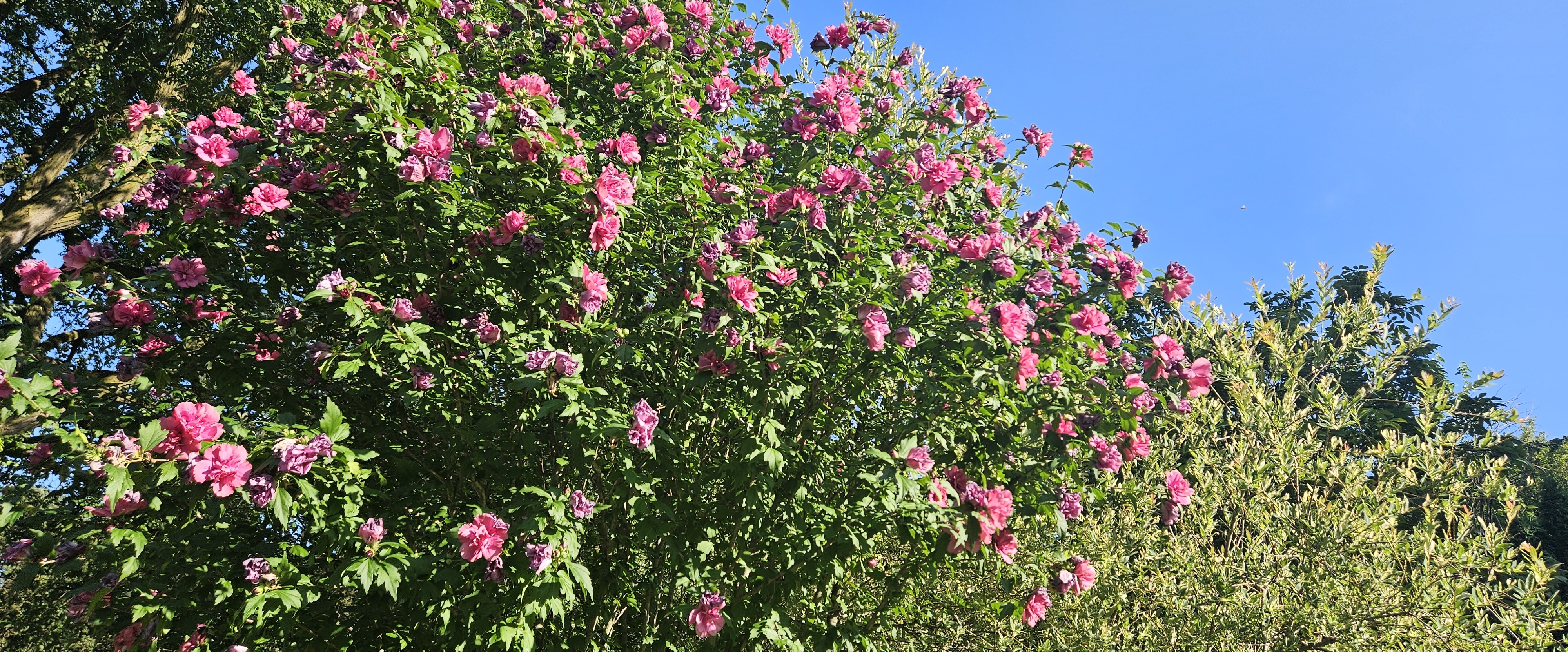 🩵WE LOVE TO WALK🩵 banner