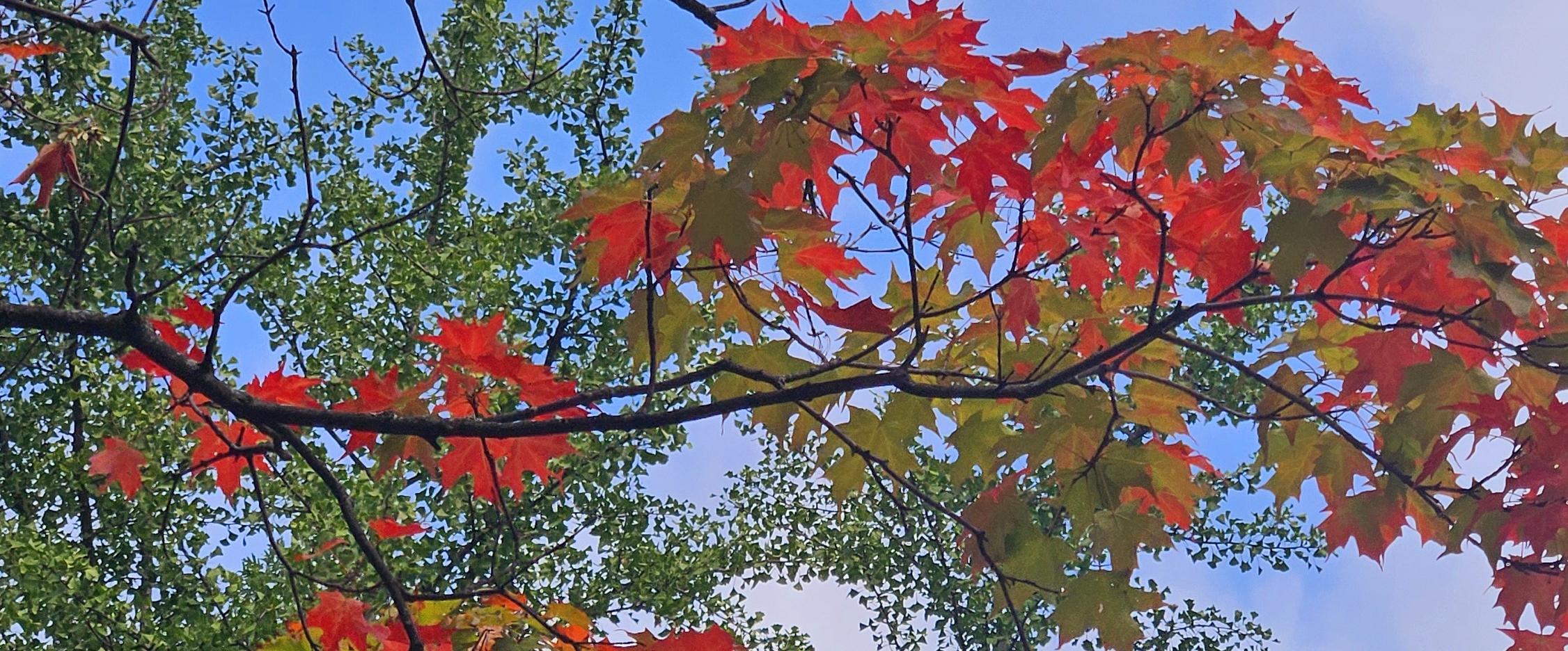 🍂AUTUMN COLORS🍂 banner