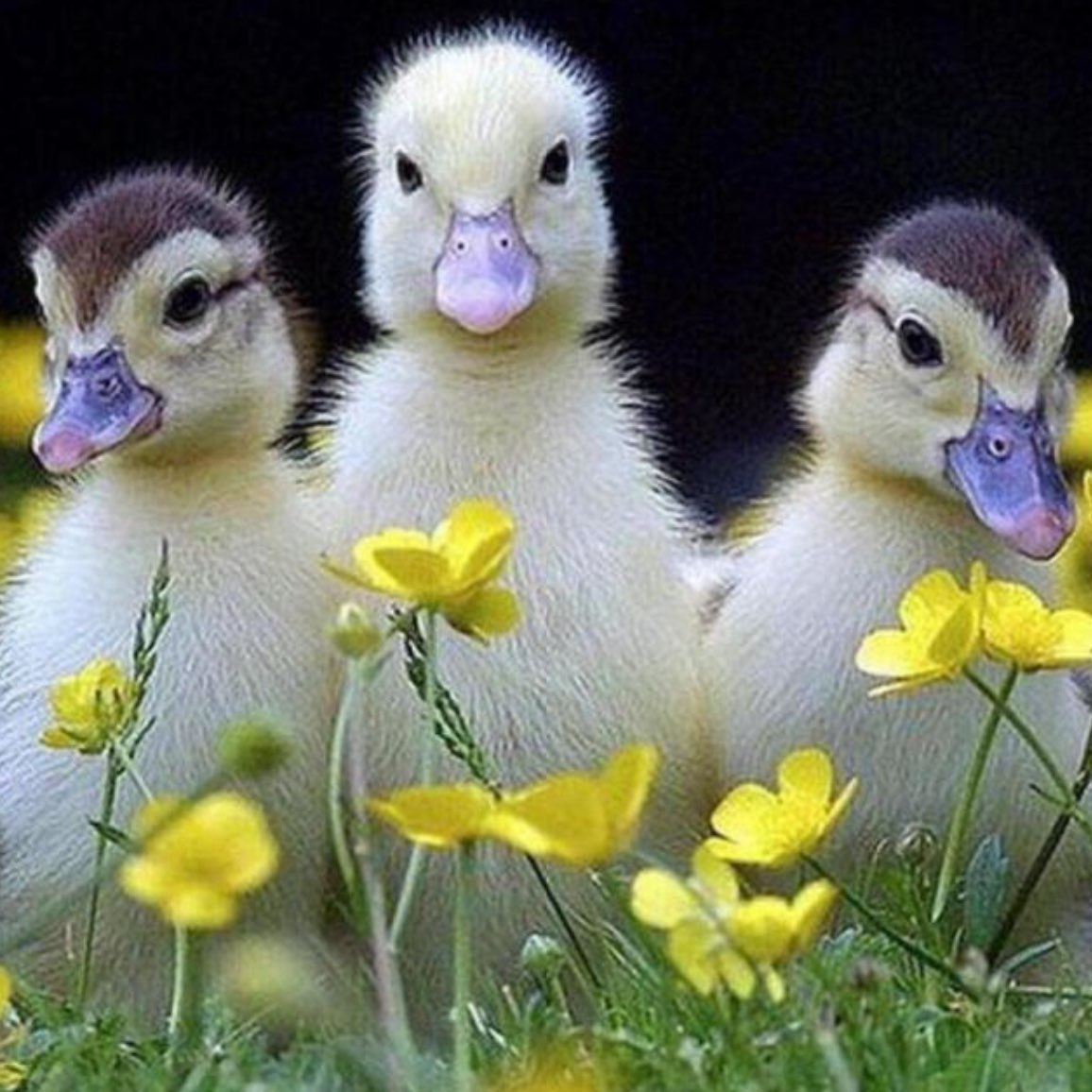 🌼🦆🌿 СВОИ 🦋🌻🌸 logo