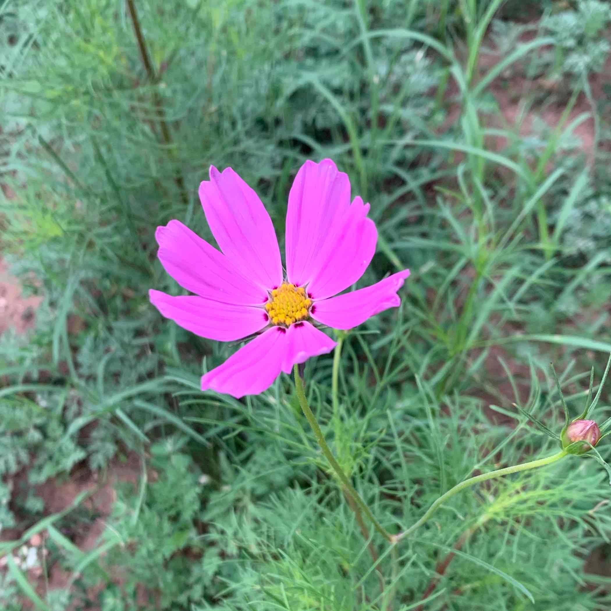 Just the Ladies logo