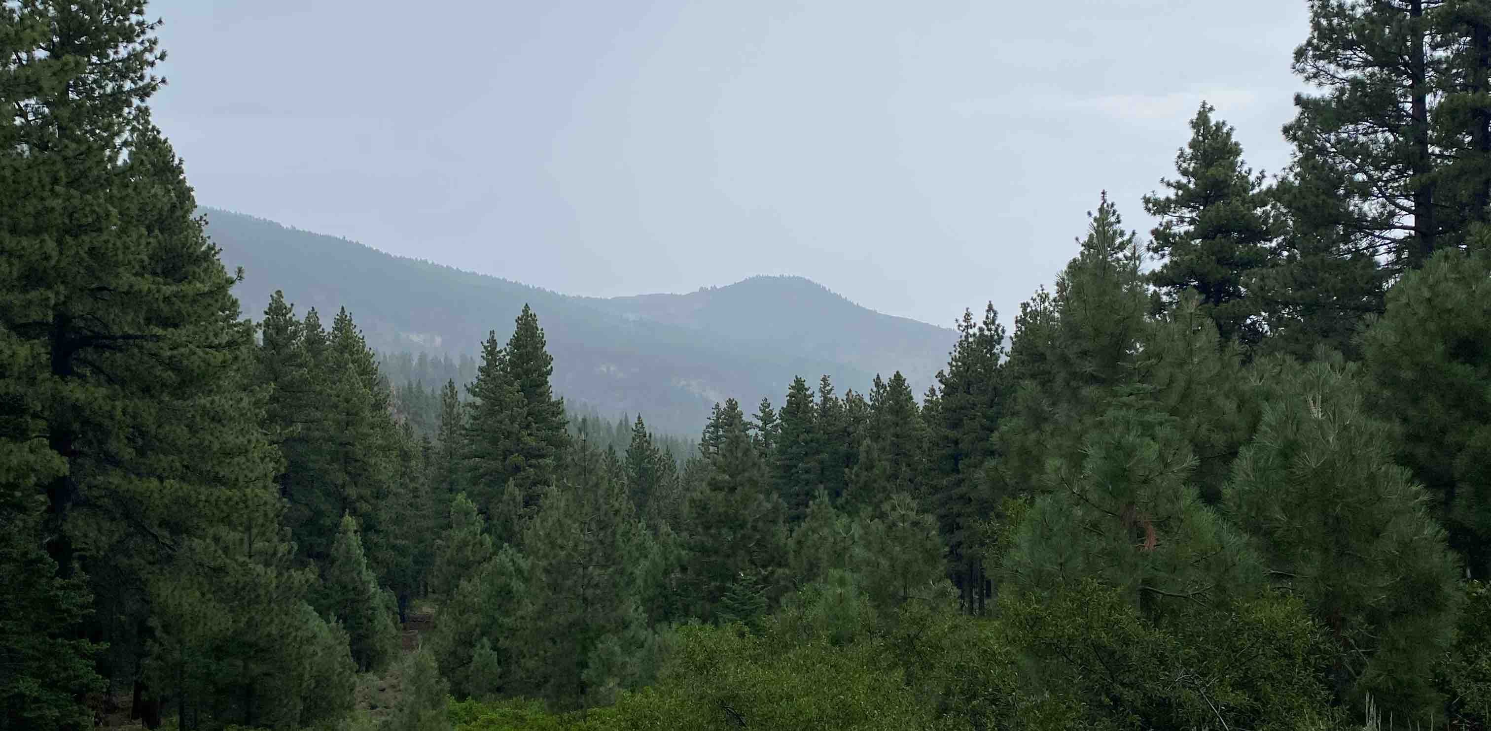 losing weight by walking banner