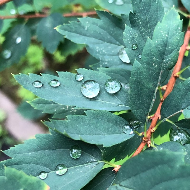 шаг за шагом✅ logo