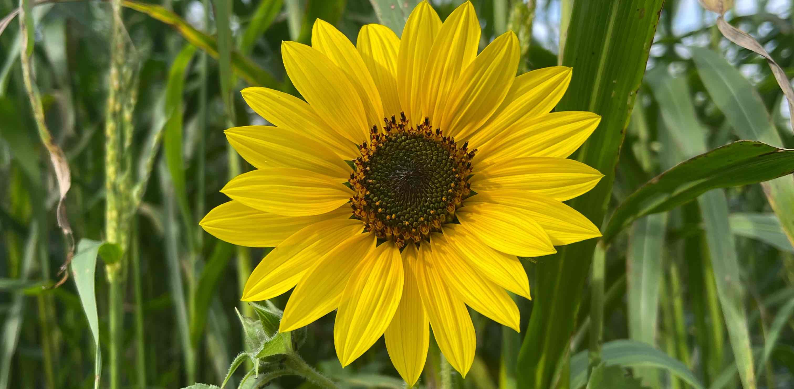 Шире шаг banner