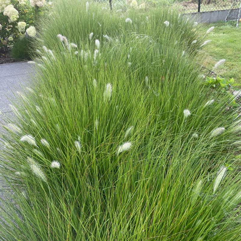 Positif mindset logo