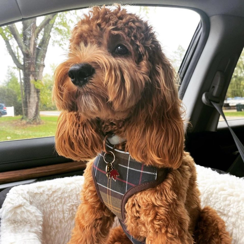 🇦🇿Dədə Qorqud PARK-Gənclik M logo