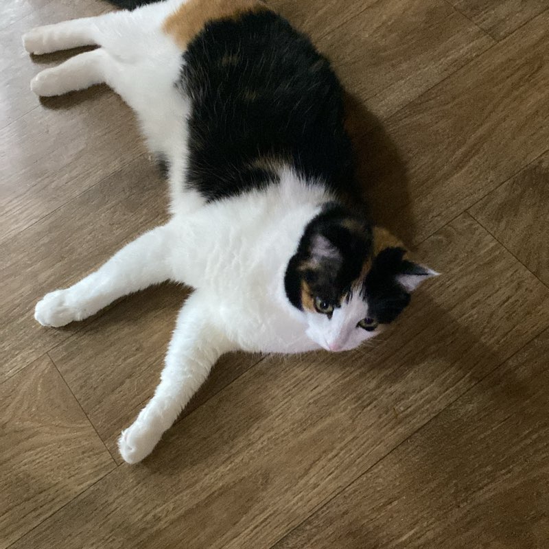 Синие Ходоки logo