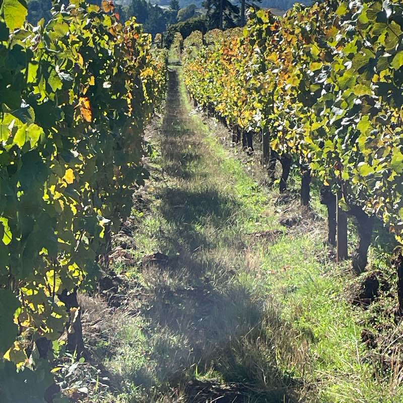 Steppin’ into Fall logo