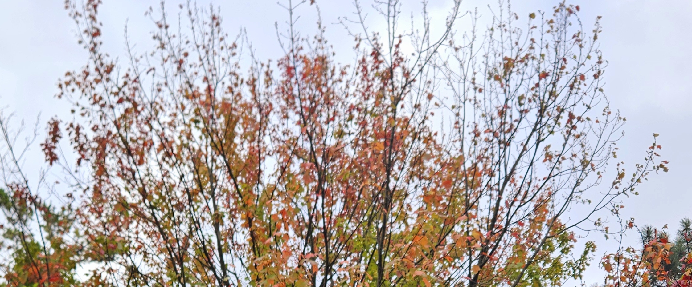 Nostaigā kafijas aparātu banner