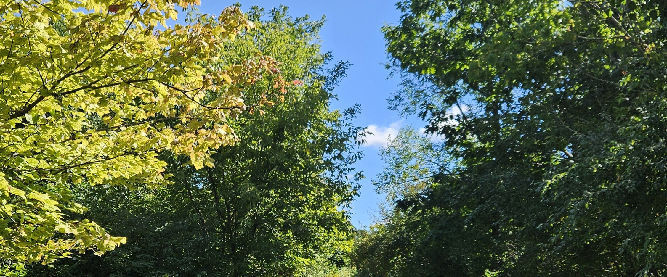 🤗AUTUMN WALKS🤗 banner