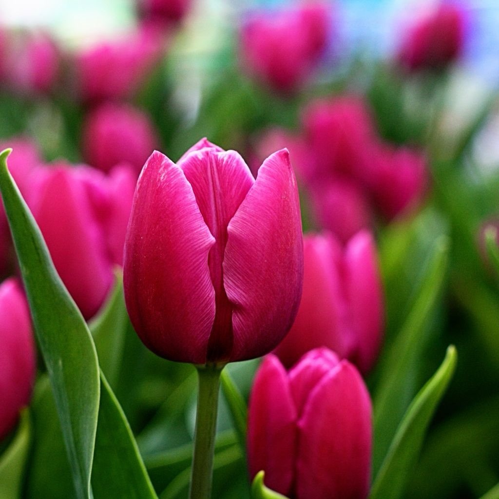 Schritt für Schritt logo