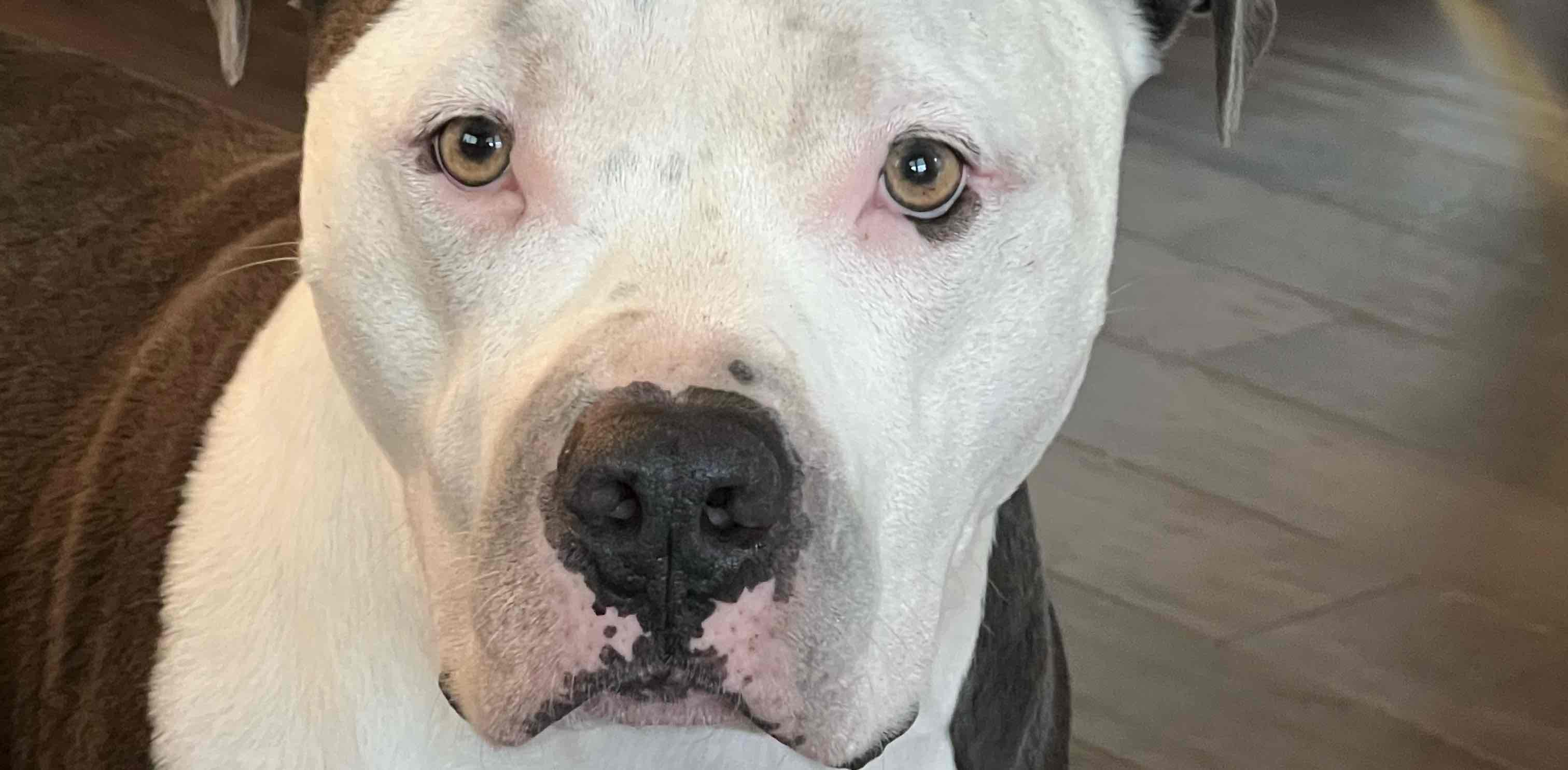 Walk, don’t be lazy banner