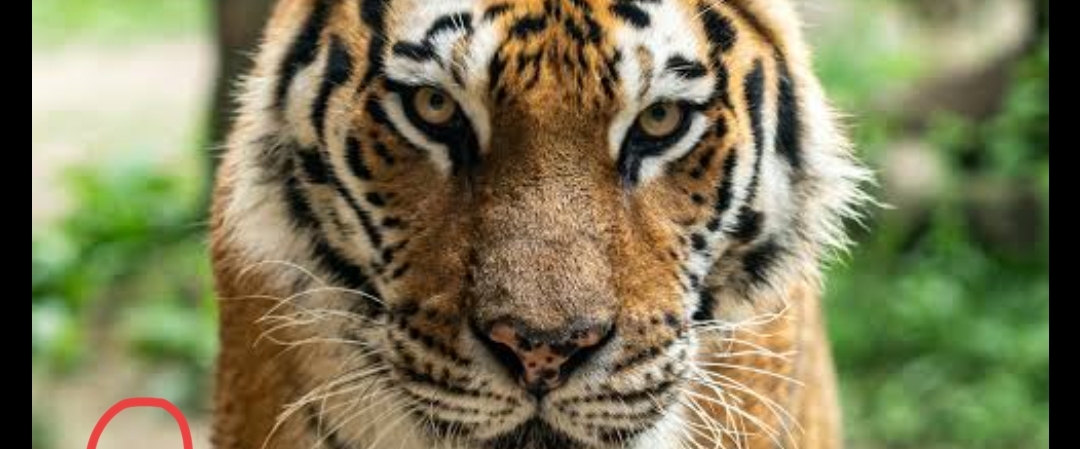 Come On Come On. banner