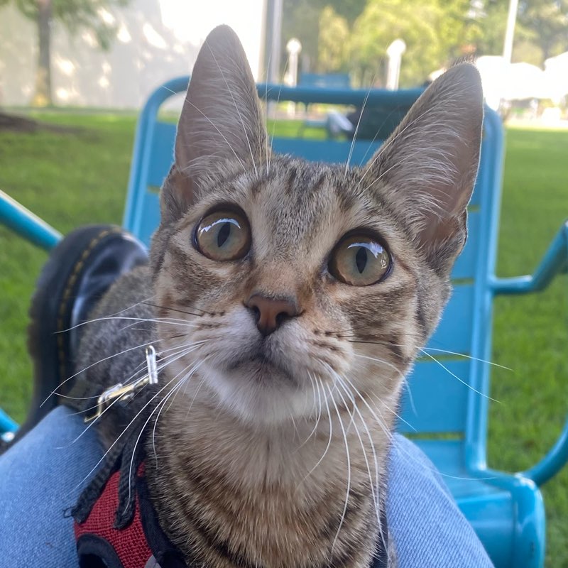 competencia pacer!!! logo