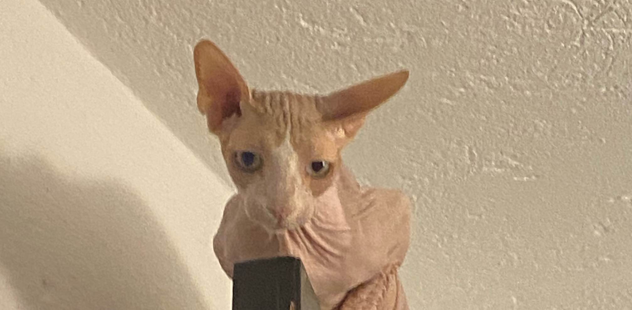 competencia pacer!!! banner