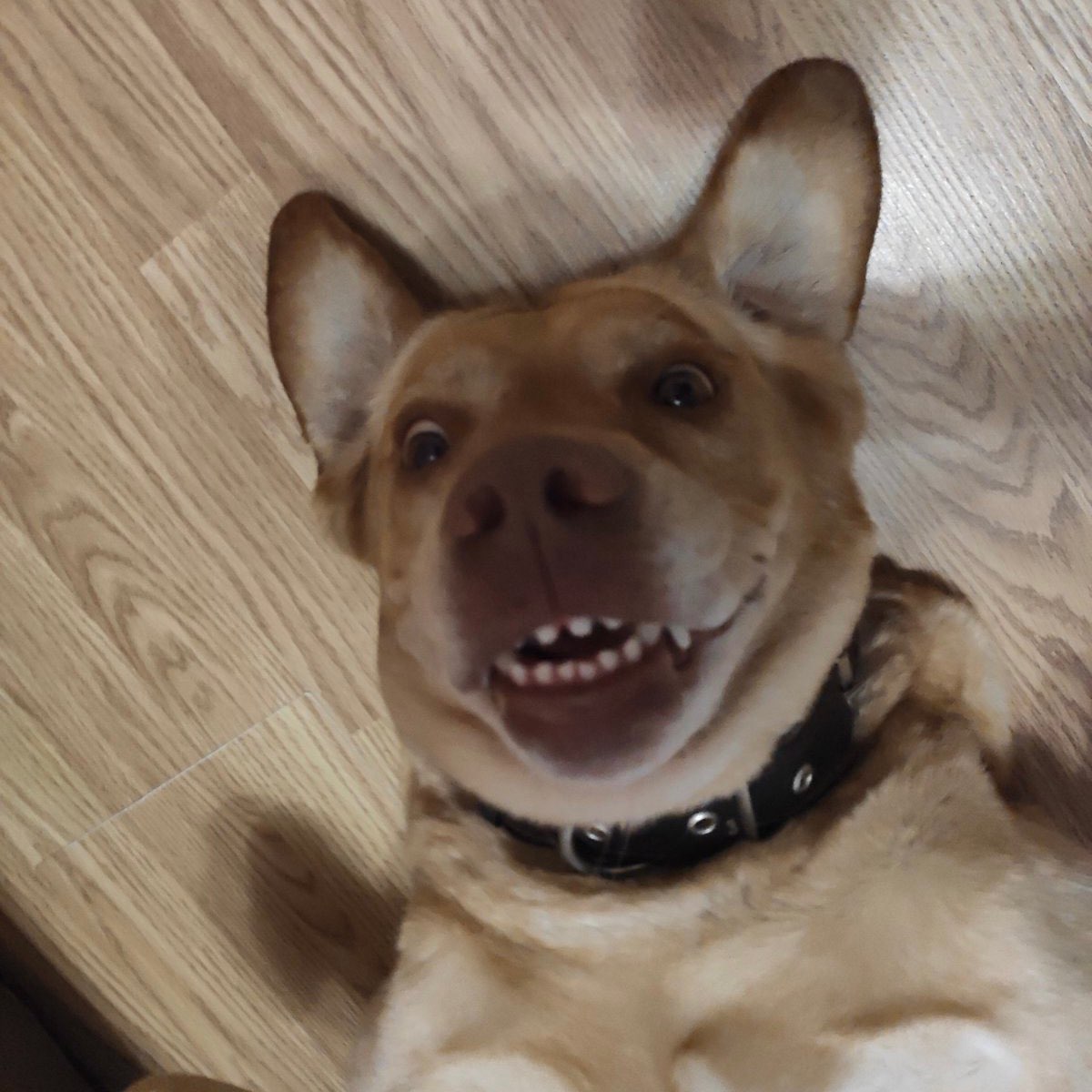 Калининградская область logo